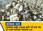 Sự khác biệt của sợi vải organic cotton so với cotton